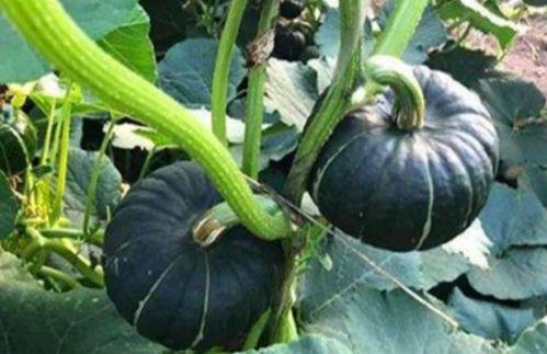 梦见亲人吃小瓜,揭秘亲人吃小瓜的神秘寓意