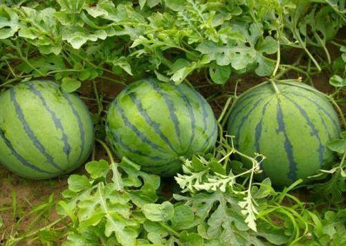 气不气 吃瓜,气不气？吃瓜群众围观娱乐圈风云