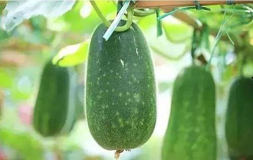 瓜种怎么吃,探索不同瓜类的独特食用方式