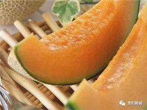 我在吃瓜哈密瓜,揭秘哈密瓜的甜蜜诱惑